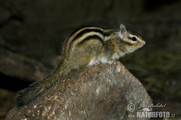 Esquirol llistat siberià