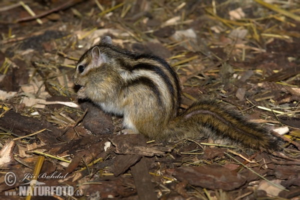 Esquirol llistat siberià