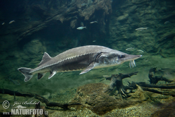 Esturió beluga