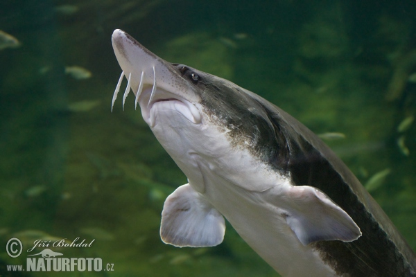 Esturió beluga