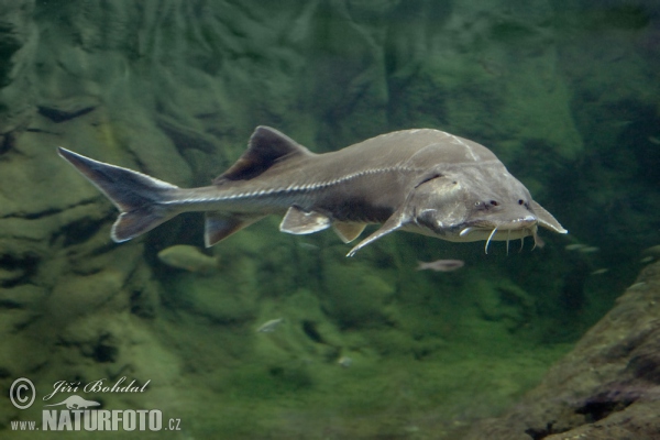 Esturión beluga