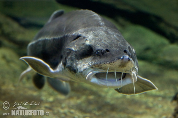 Esturión beluga