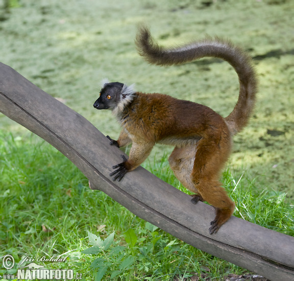 Eulemur fulvus rufus