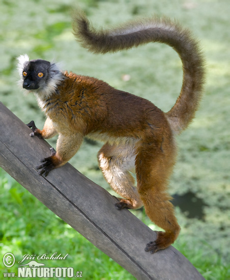 Eulemur fulvus rufus