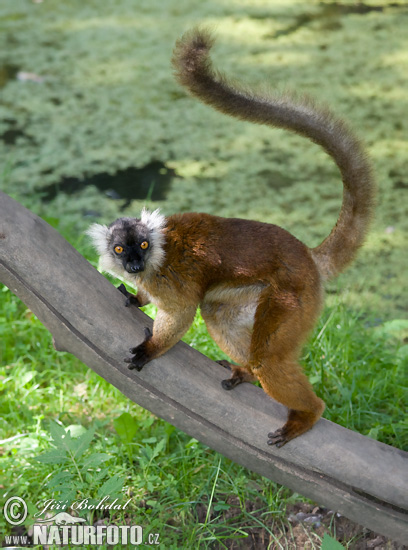 Eulemur fulvus rufus