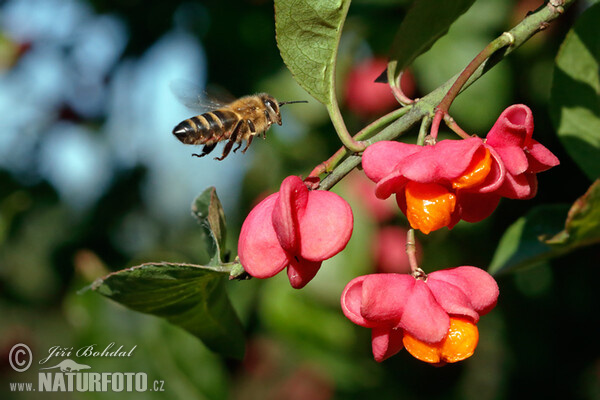 Euonymus europaeus