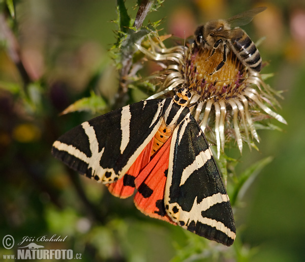 Euplagia quadripunctaria