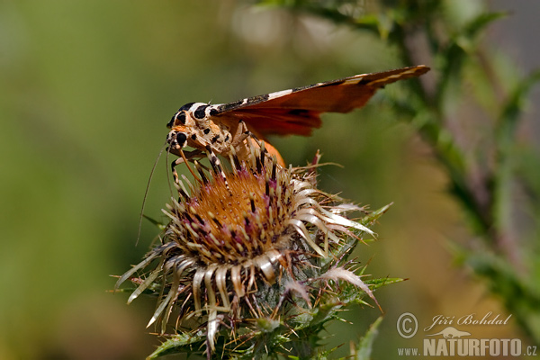 Euplagia quadripunctaria