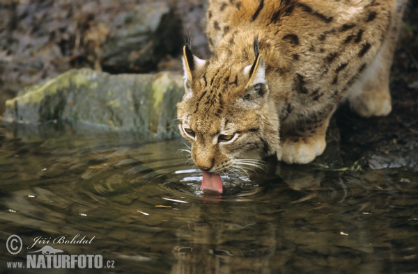 Eurasian Lynx