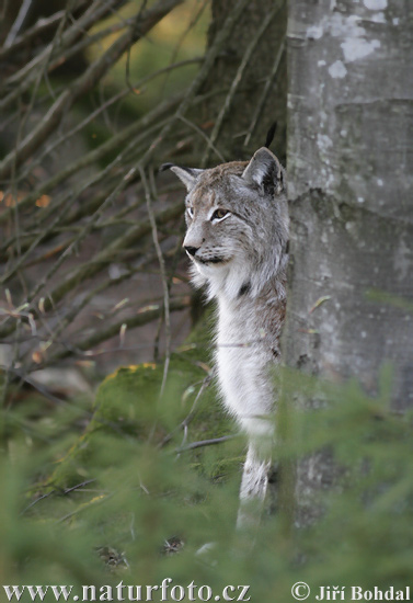 Eurasian Lynx