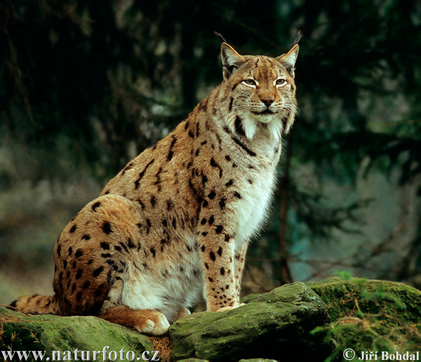 Euraziatische lynx