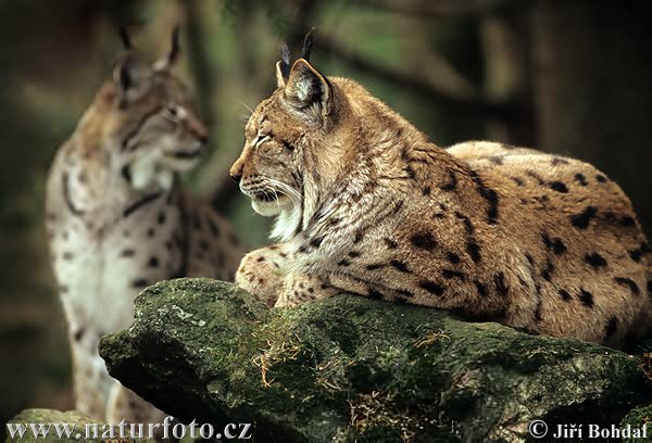 Euraziatische lynx