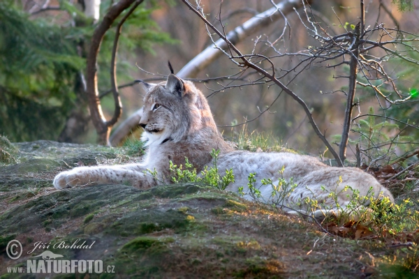 Euraziatische lynx