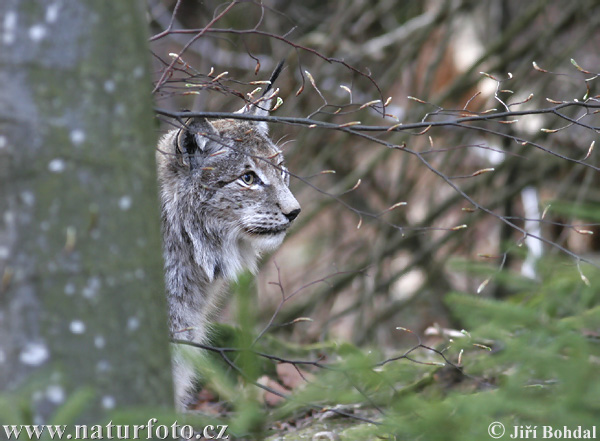 Euraziatische lynx