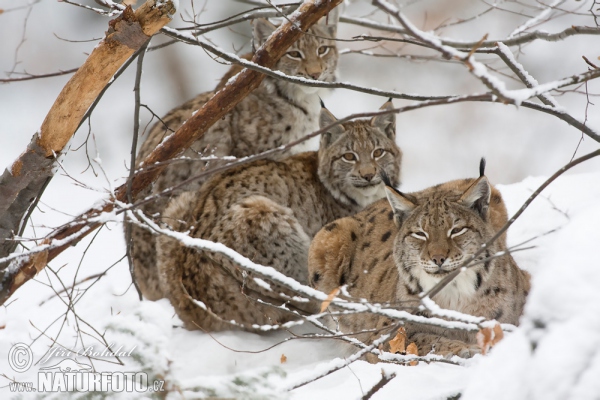 Euraziatische lynx