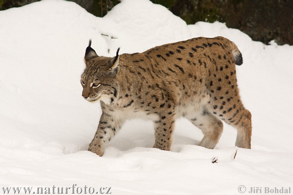 Euraziatische lynx