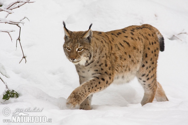 Euraziatische lynx