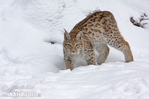 Euraziatische lynx