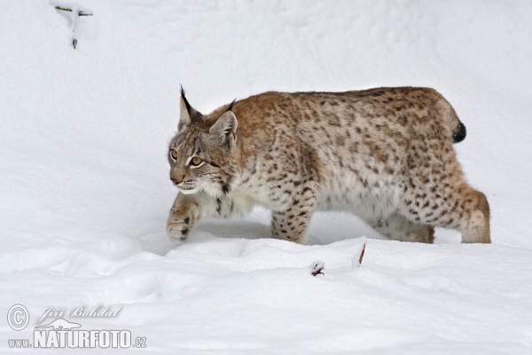 Euraziatische lynx