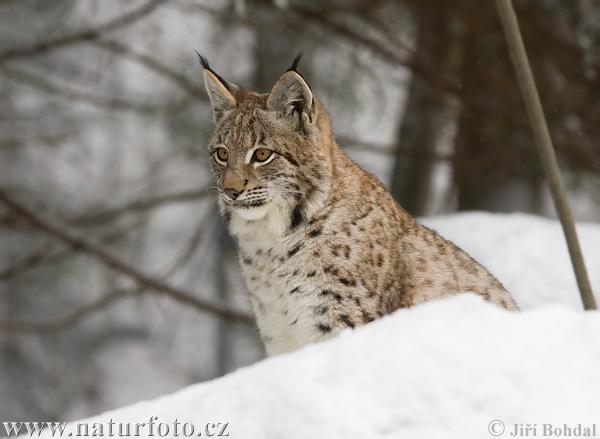 Euraziatische lynx