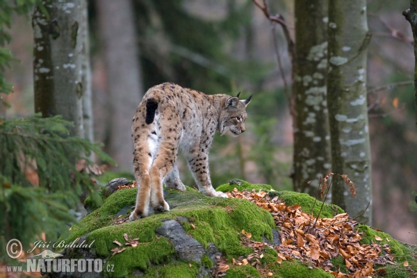 Euraziatische lynx