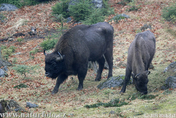 Europæisk bison