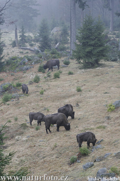 Europæisk bison