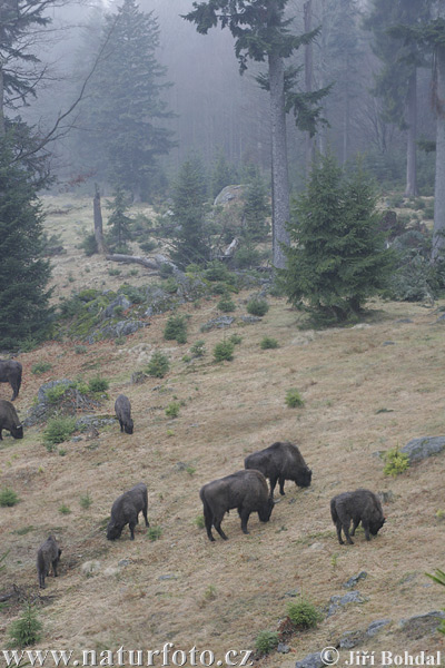 Europæisk bison