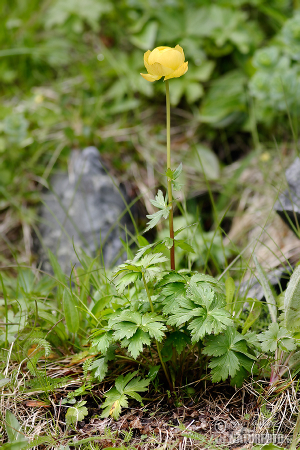 Europæisk Engblomme