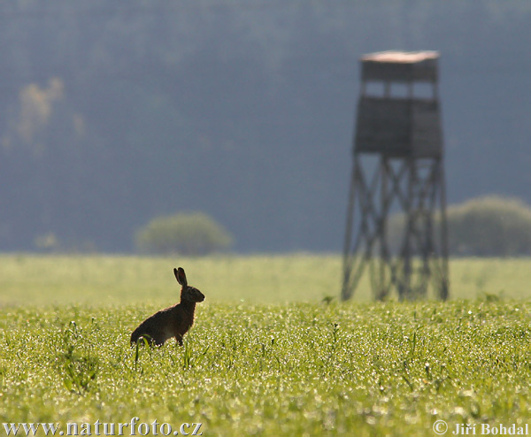 Europæisk hare