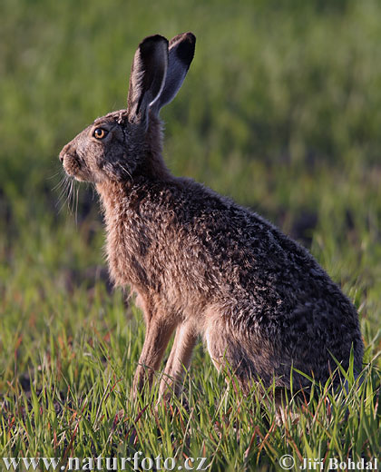 Europæisk hare