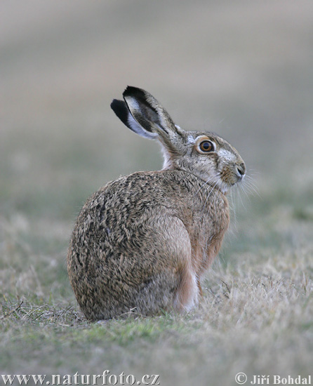 Europæisk hare