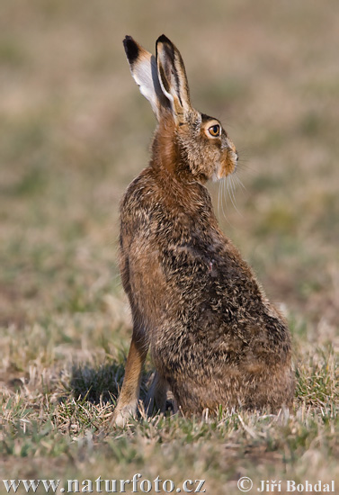 Europæisk hare