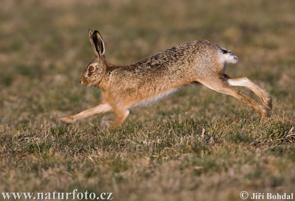 Europæisk hare