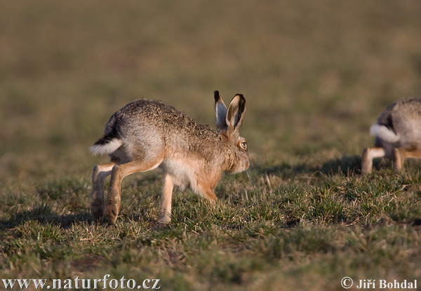 Europæisk hare