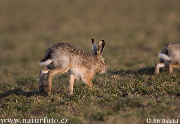 Europæisk hare