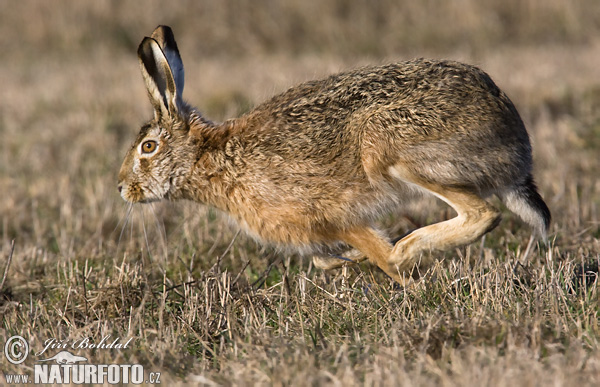 Europæisk hare