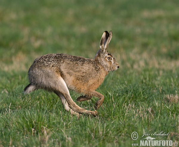 Europæisk hare