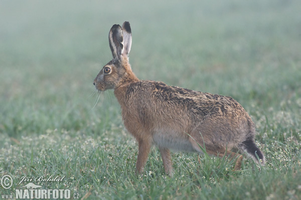 Europæisk hare