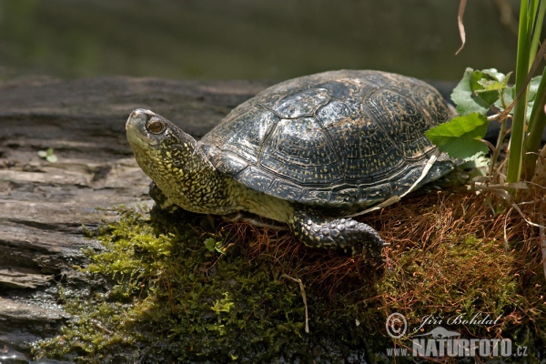 Europæisk sumpskildpadde