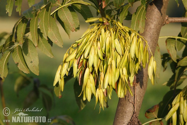 European ash, Common ash (Fraxinus excelsior)