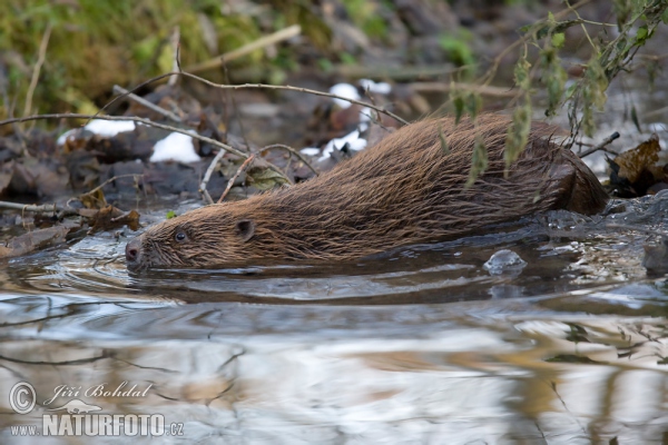 European Beaver (Castor fiber)