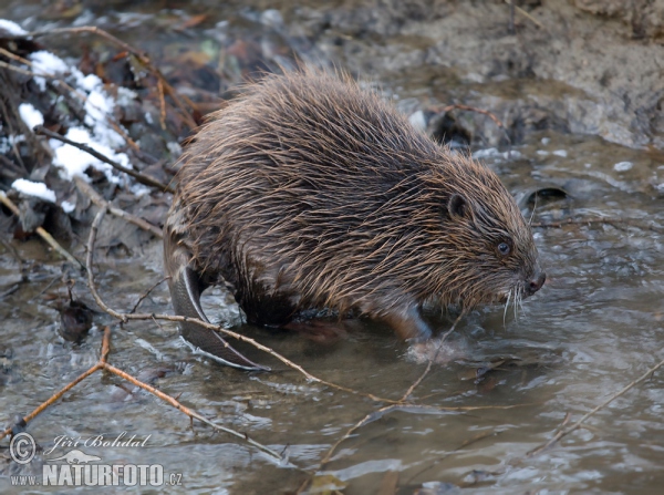 European Beaver (Castor fiber)