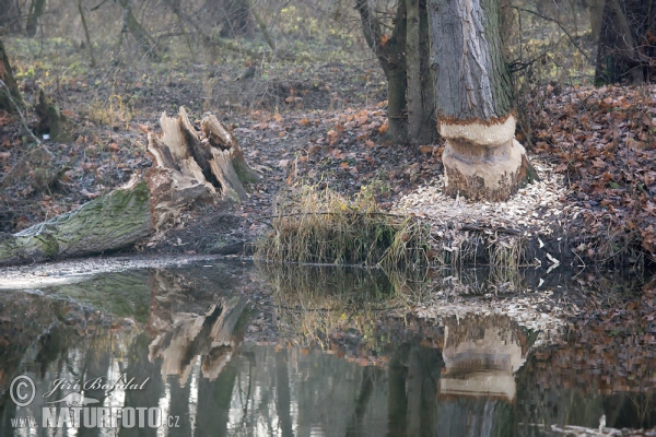 European Beaver (Castor fiber)