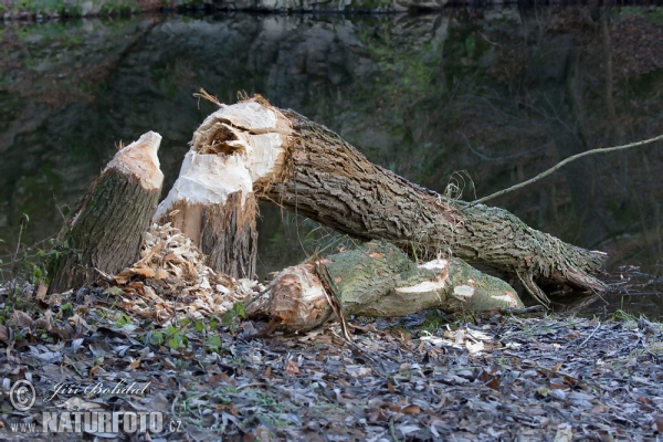 European Beaver (Castor fiber)