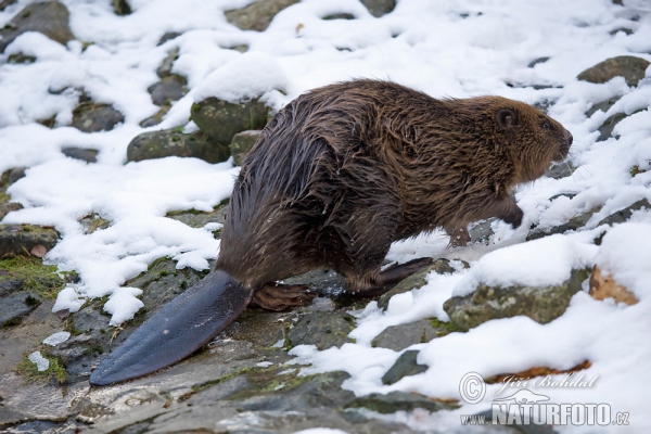 European Beaver (Castor fiber)