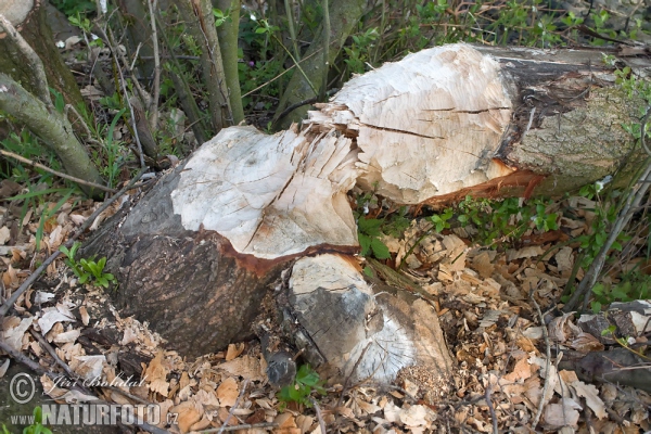 European Beaver (Castor fiber)