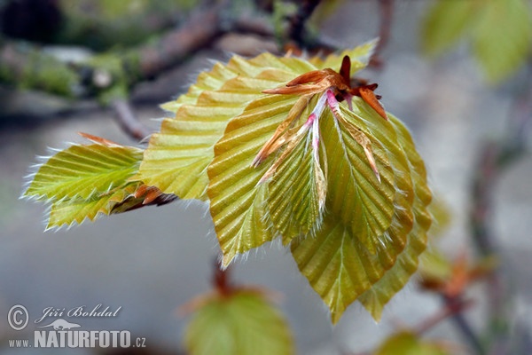 European Beech (Fagus sylvatica)