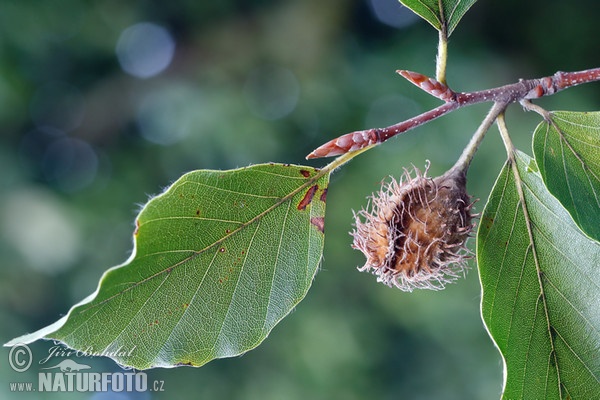 European Beech (Fagus sylvatica)