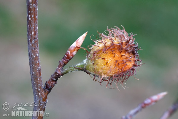 European Beech (Fagus sylvatica)